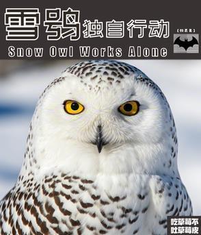 关于雪鸮的纪录片